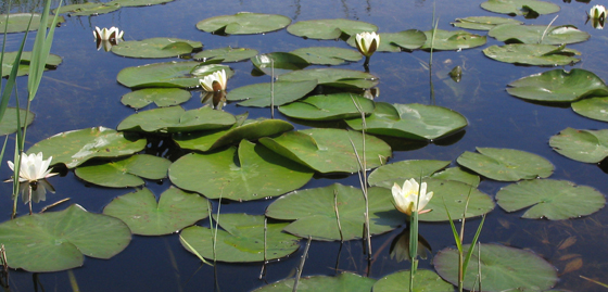 Le Petit nénuphar