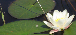 Photo de nénuphar blanc en fleur