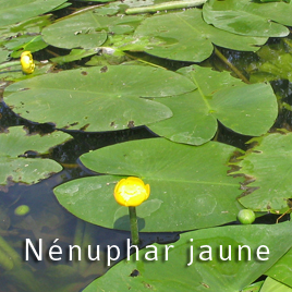 Le Nénuphar jaune