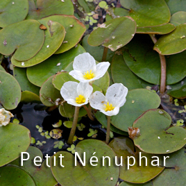 Le Nénuphar blanc